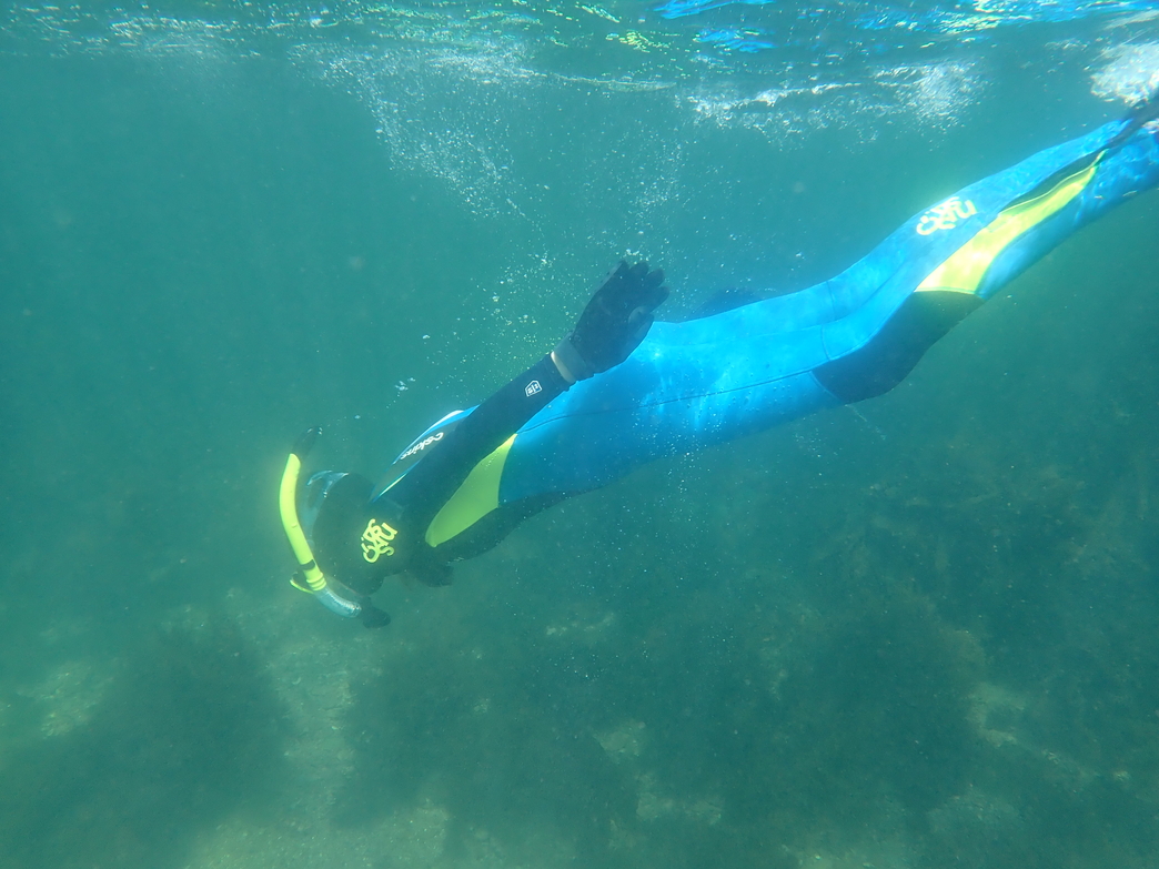 Snorkel Safaris Wembury Marine Centre